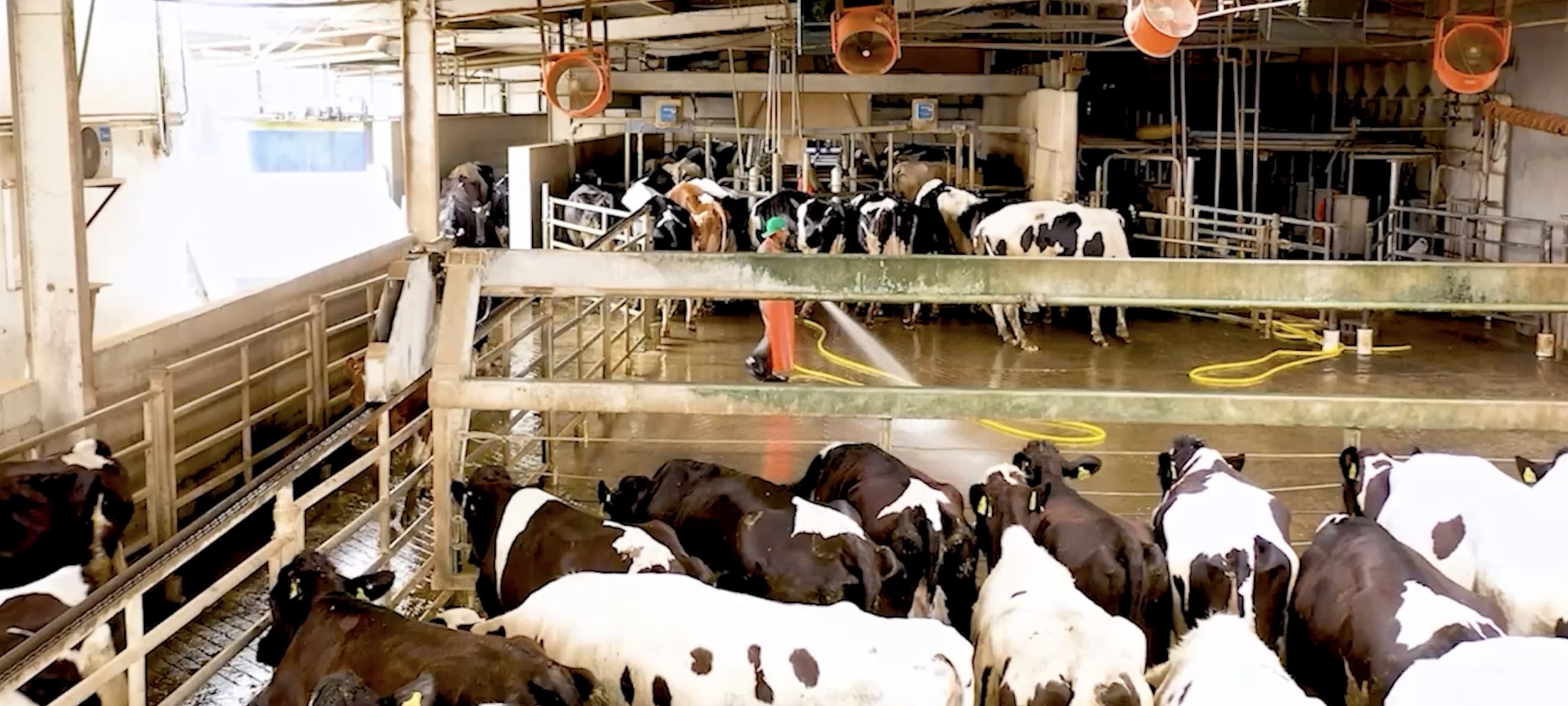 تحويل التحديات إلى فرص مزرعة أبقار إخوان ثابت: العودة من تحت الرماد