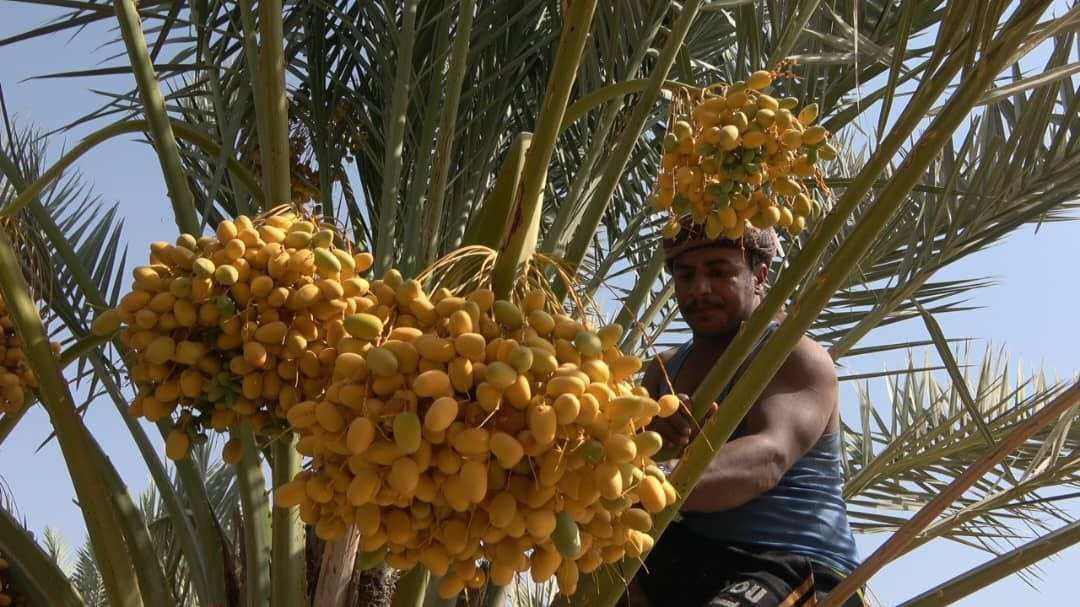 Seize the opportunity and invest in dates… Become a partner in driving agricultural and industrial development